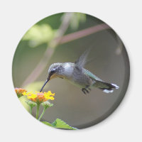 Hummer de verano
