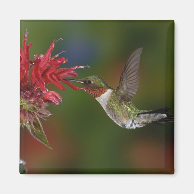 Imán Hummingbird (Frente)