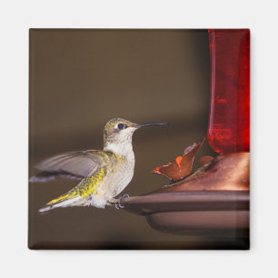 Imán Hummingbird