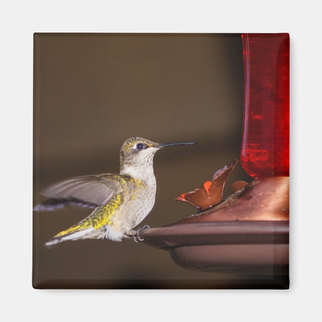 Imán Hummingbird (Frente)
