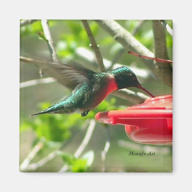Imán Hummingbird (Frente)