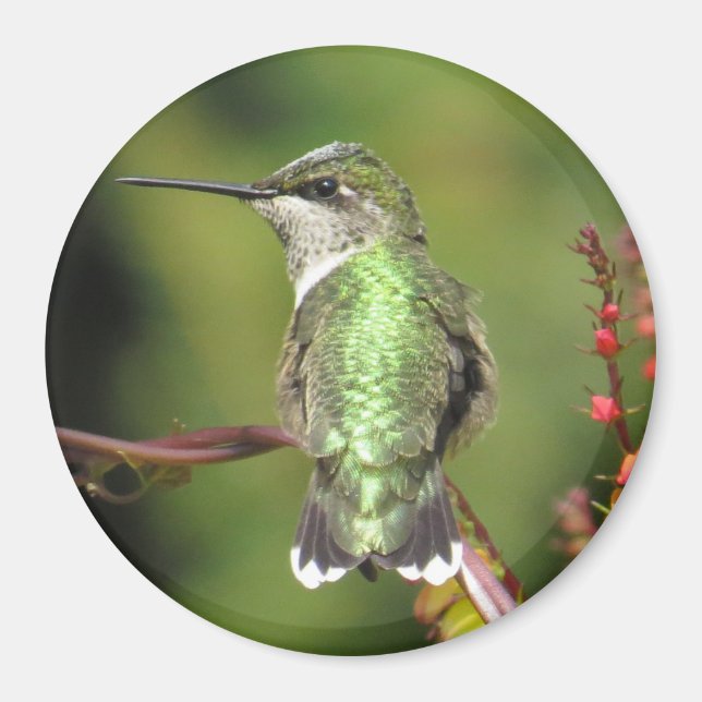 Imán Hummingbird (Frente)