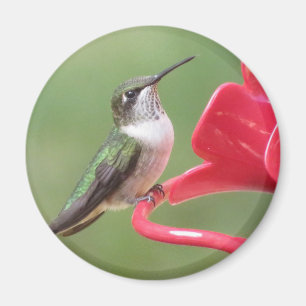 Imán Hummingbird