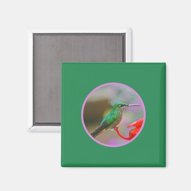 IMÁN HUMMINGBIRD (Anverso/Reverso)