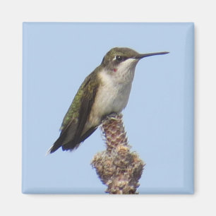 Imán Hummingbird