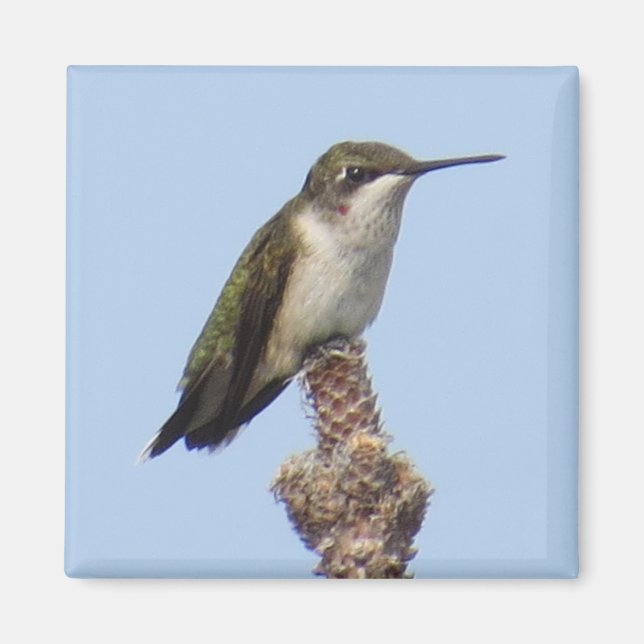 Imán Hummingbird (Frente)