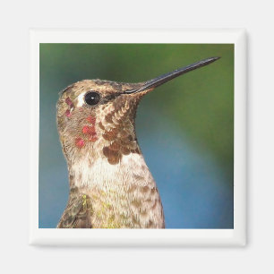 Imán Hummingbird