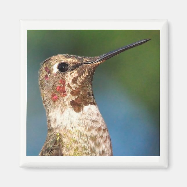 Imán Hummingbird (Frente)