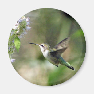 Imán Hummingbird