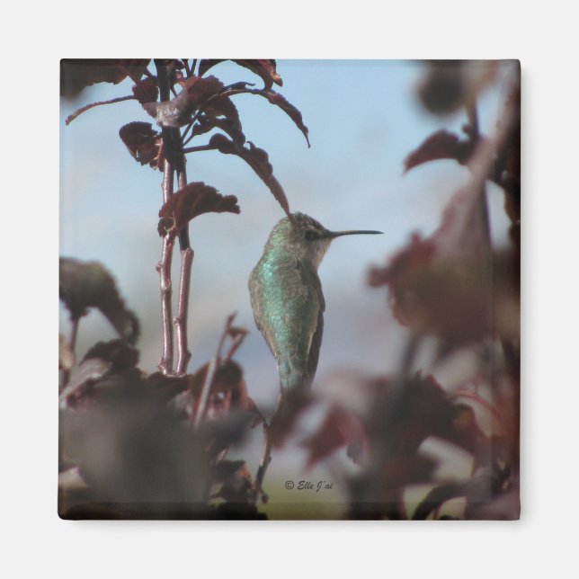 Imán Hummingbird (Frente)