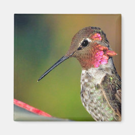 Imán Hummingbird Close Magnet