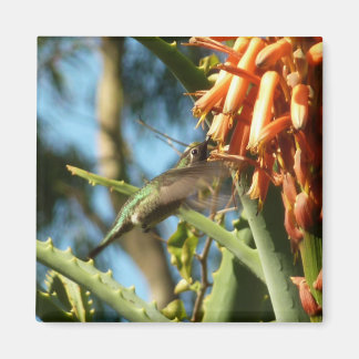 Imán Hummingbird de color negro en vuelo