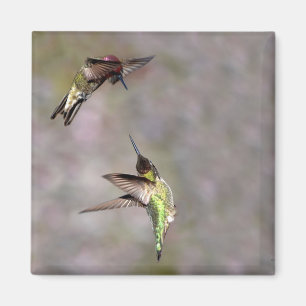 Imán Hummingbird en Flight Magnet