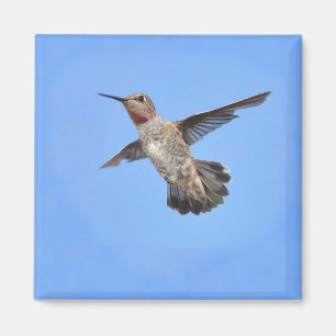 Imán Hummingbird en Flight Magnet