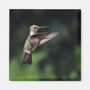 Imán Hummingbird en Flight Magnet