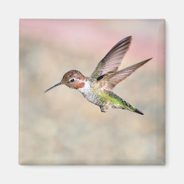Imán Hummingbird en Flight Magnet