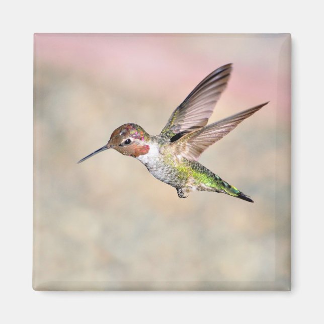 Imán Hummingbird en Flight Magnet (Frente)