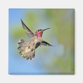 Imán Hummingbird en Flight Magnet