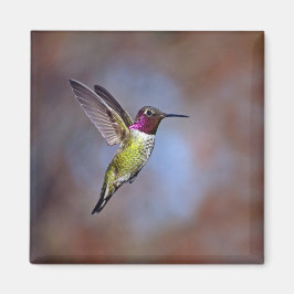 Imán Hummingbird en Flight Magnet