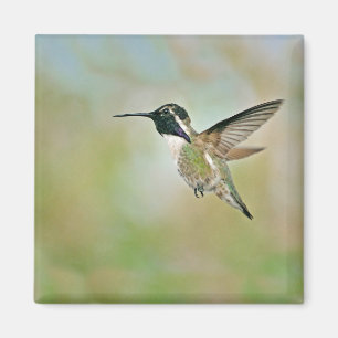 Imán Hummingbird en Flight Magnet