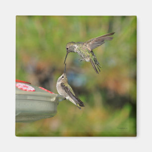 Imán Hummingbird en Flight Magnet