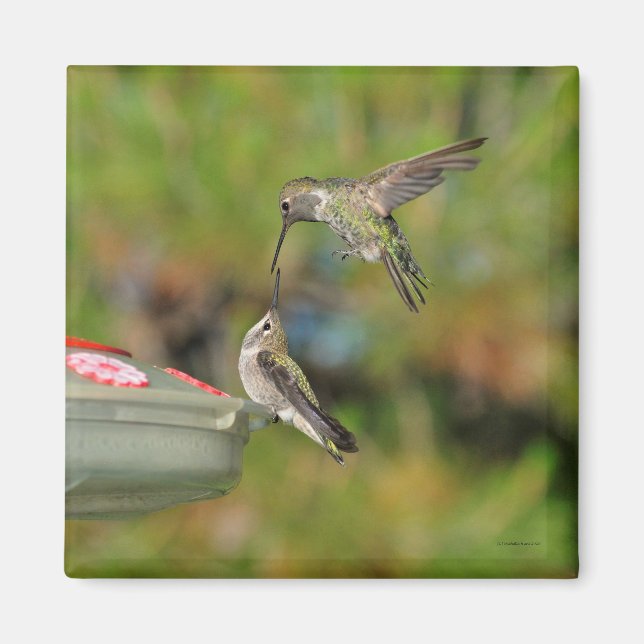Imán Hummingbird en Flight Magnet (Frente)