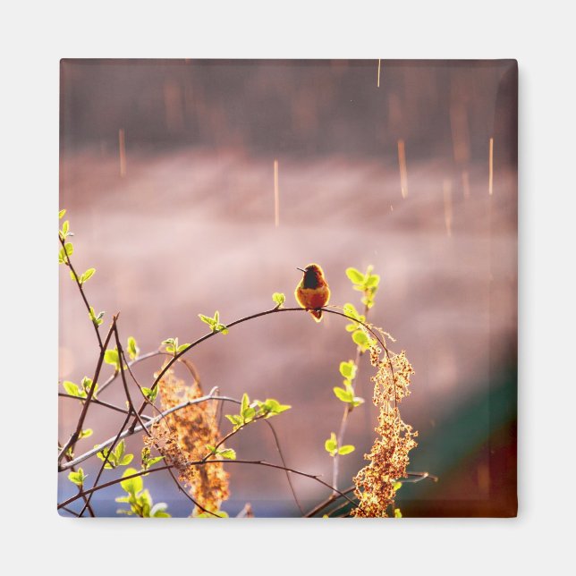 Imán Hummingbird en la ducha de lluvia (Frente)
