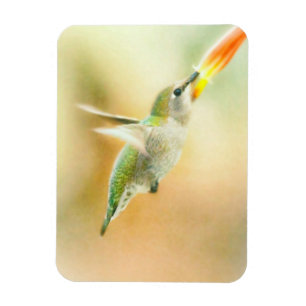 Imán Hummingbird en la luz de la madrugada