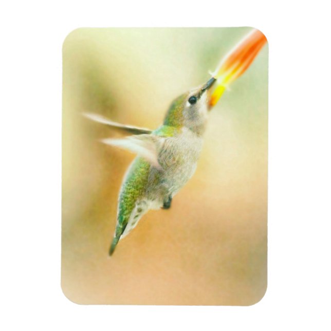 Imán Hummingbird en la luz de la madrugada (Vertical)