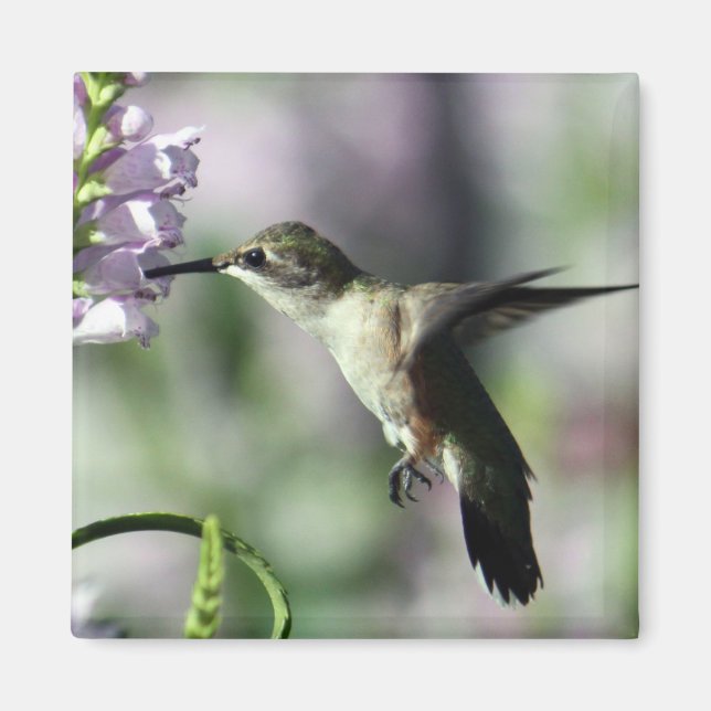 Imán Hummingbird Floral rosa foto de vida silvestre (Frente)