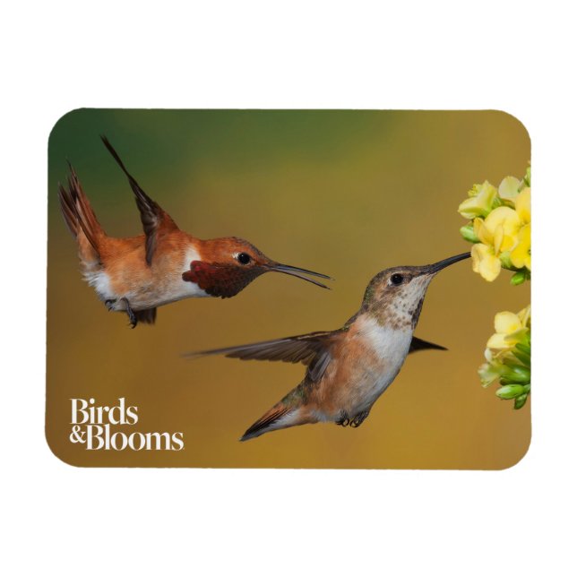 Imán Hummingbird flotante (Horizontal)