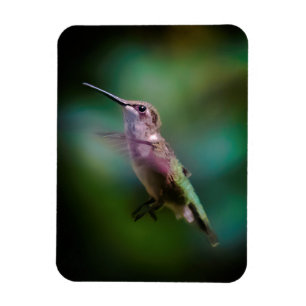 Imán Hummingbird - Fotografía original