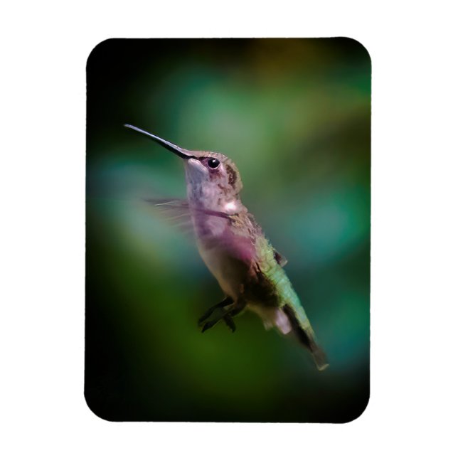 Imán Hummingbird - Fotografía original (Vertical)