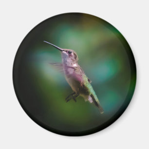 Imán Hummingbird - Fotografía original