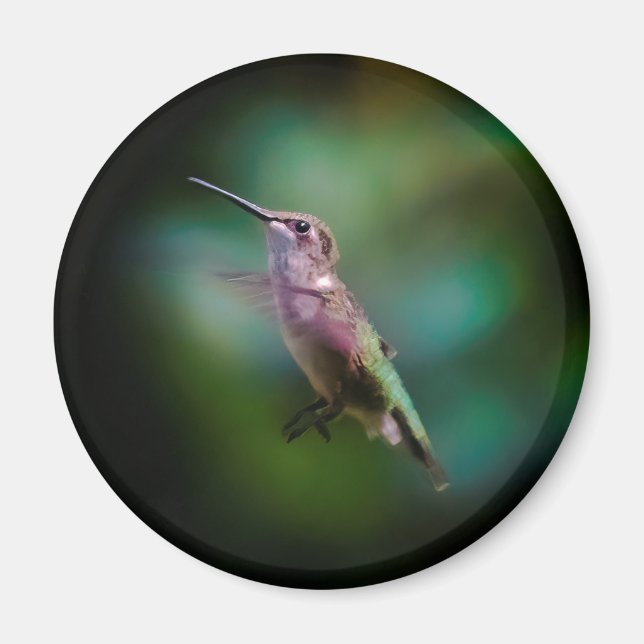 Imán Hummingbird - Fotografía original (Frente)