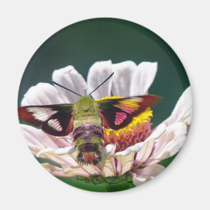 Imán Hummingbird Moth