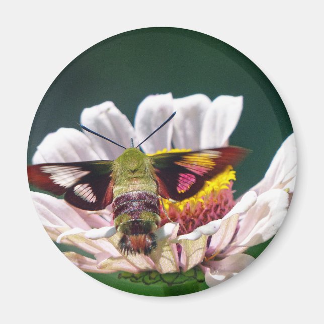Imán Hummingbird Moth (Frente)
