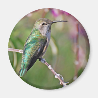 Imán Hummingbird Perch II