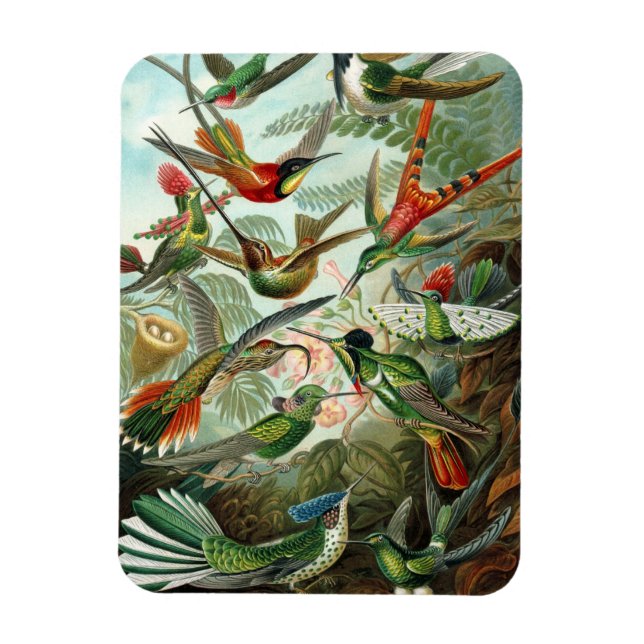 Imán Hummingbird Premium Magnet (Vertical)
