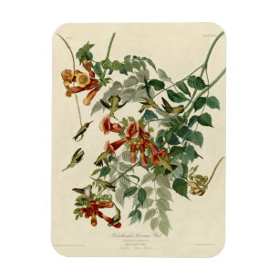 Imán Hummingbird Ruby Throated Audubon