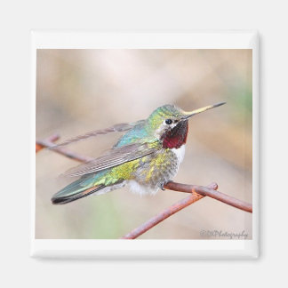 Imán Hummingbird Series Magnet