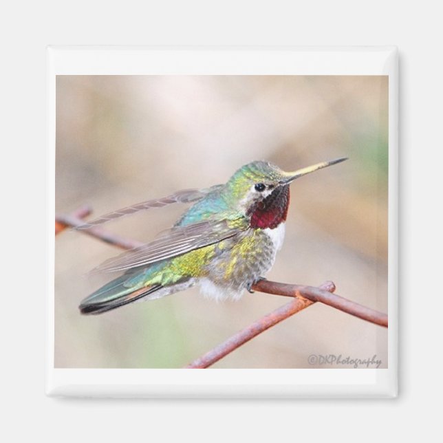 Imán Hummingbird Series Magnet (Frente)