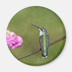 Imán Hummingbird y Zinnia