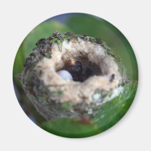 Imán Hummingbirds Nido y Huevo Foto