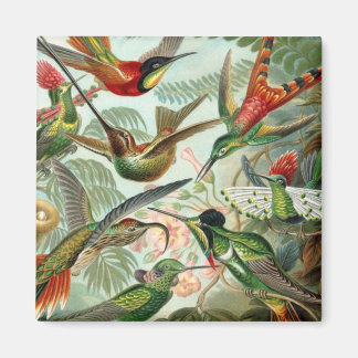 Imán Hummingbirds Square Magnet