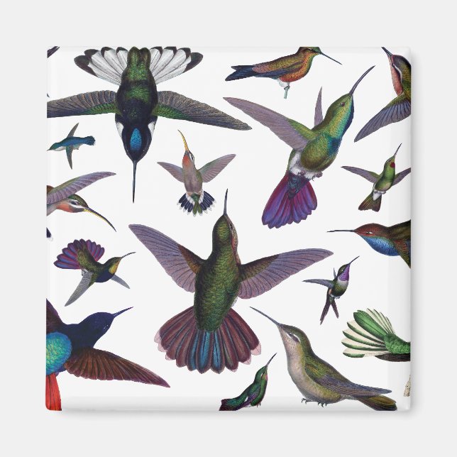 Imán Hummingbirds vintage (Frente)