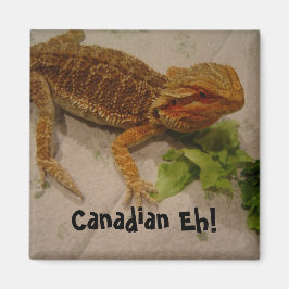 Imán Humor de Dragón Barbudo Canadiense ¡Eh!