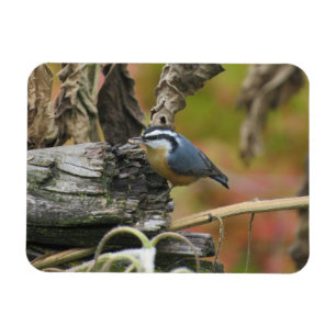 Imán Hungry Cute Nuthatch Magnet