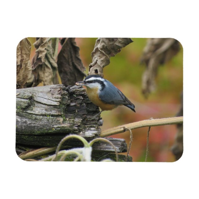 Imán Hungry Cute Nuthatch Magnet (Horizontal)