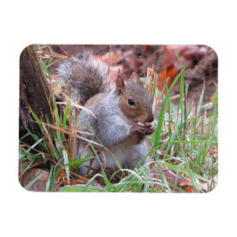 Imán Hungry Gray Squirrel Magnet